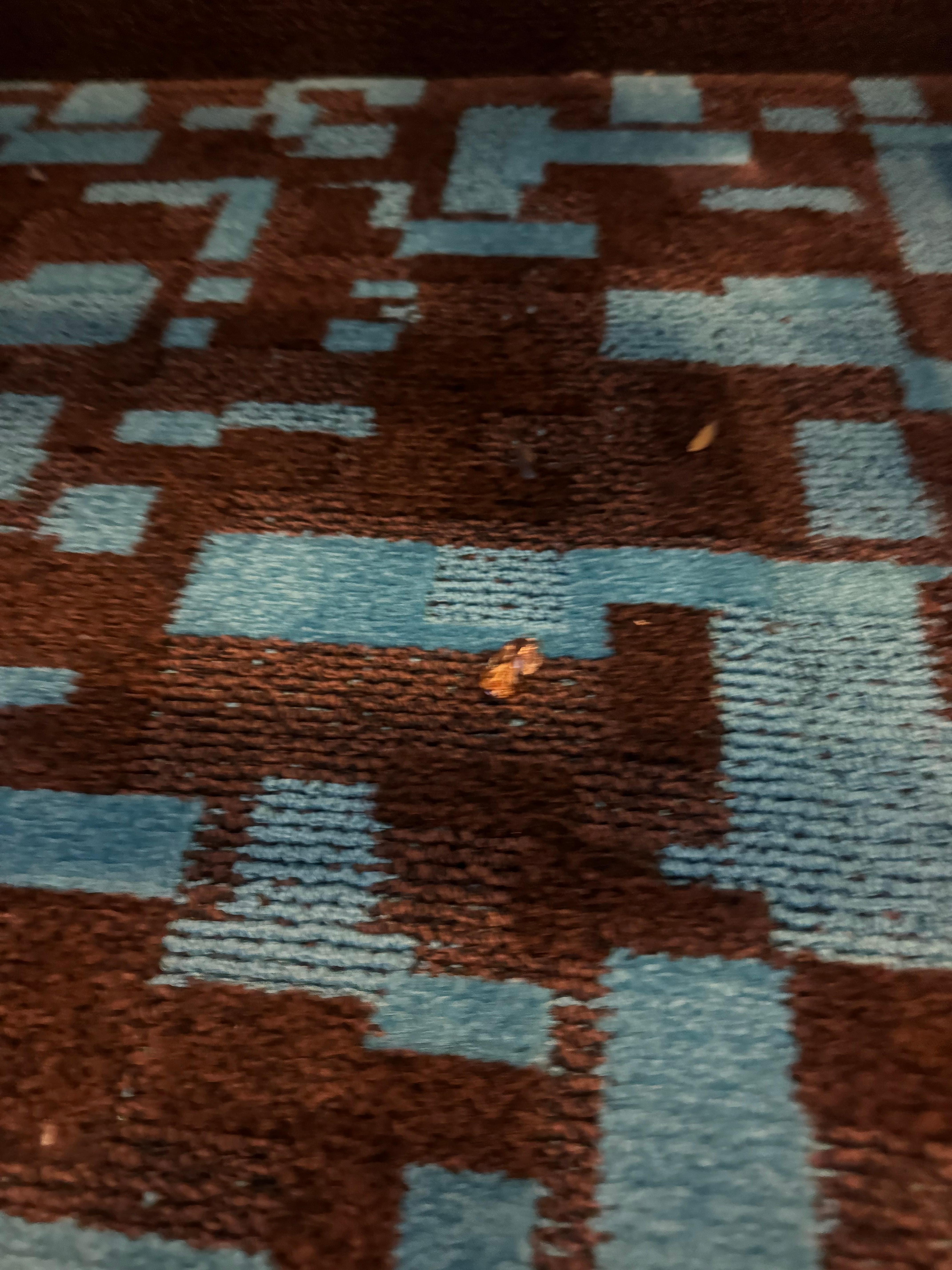 Cockroaches 