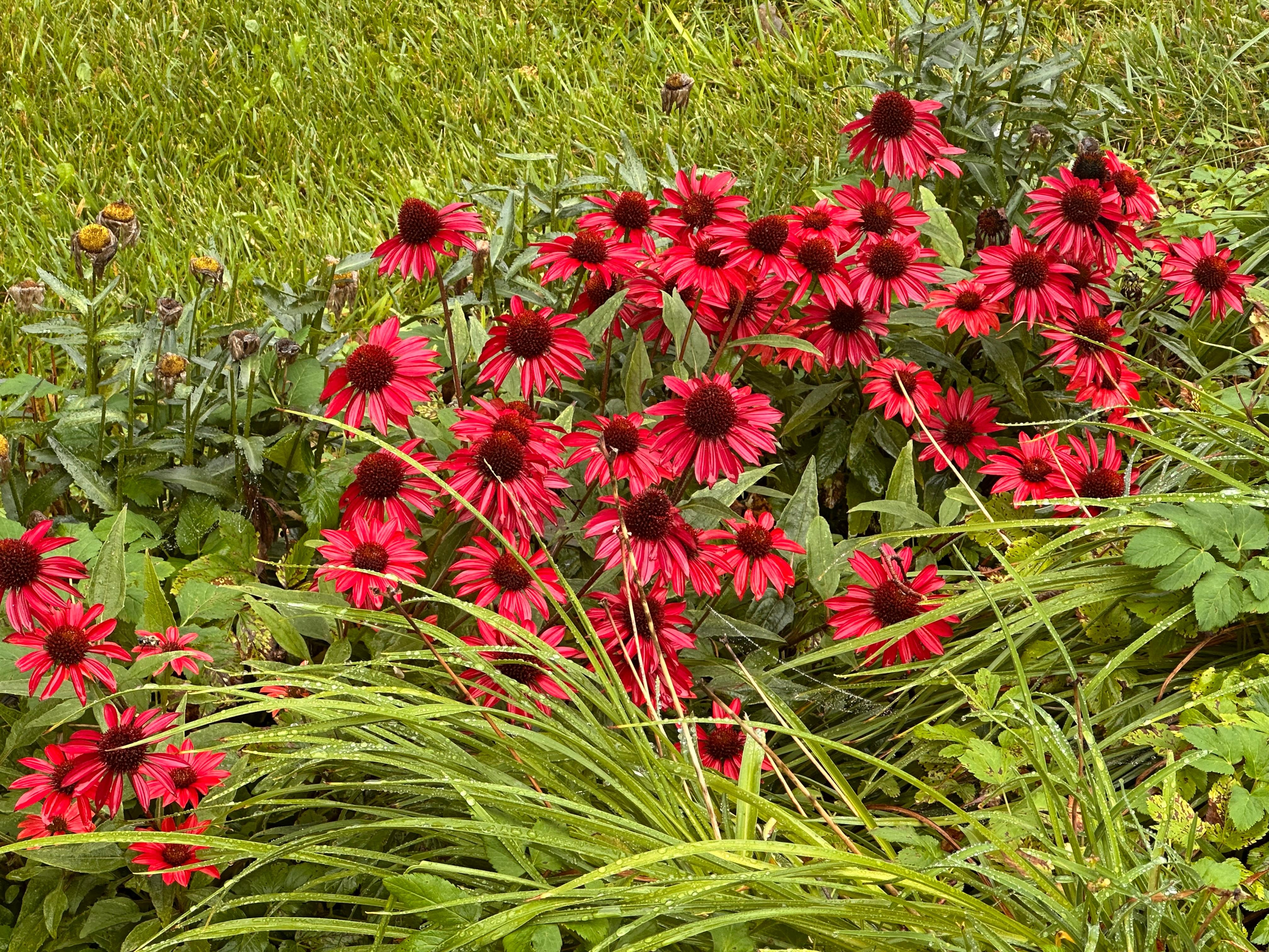 Beautiful flowers all around the house.