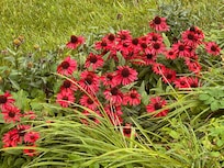 Beautiful flowers all around the house.