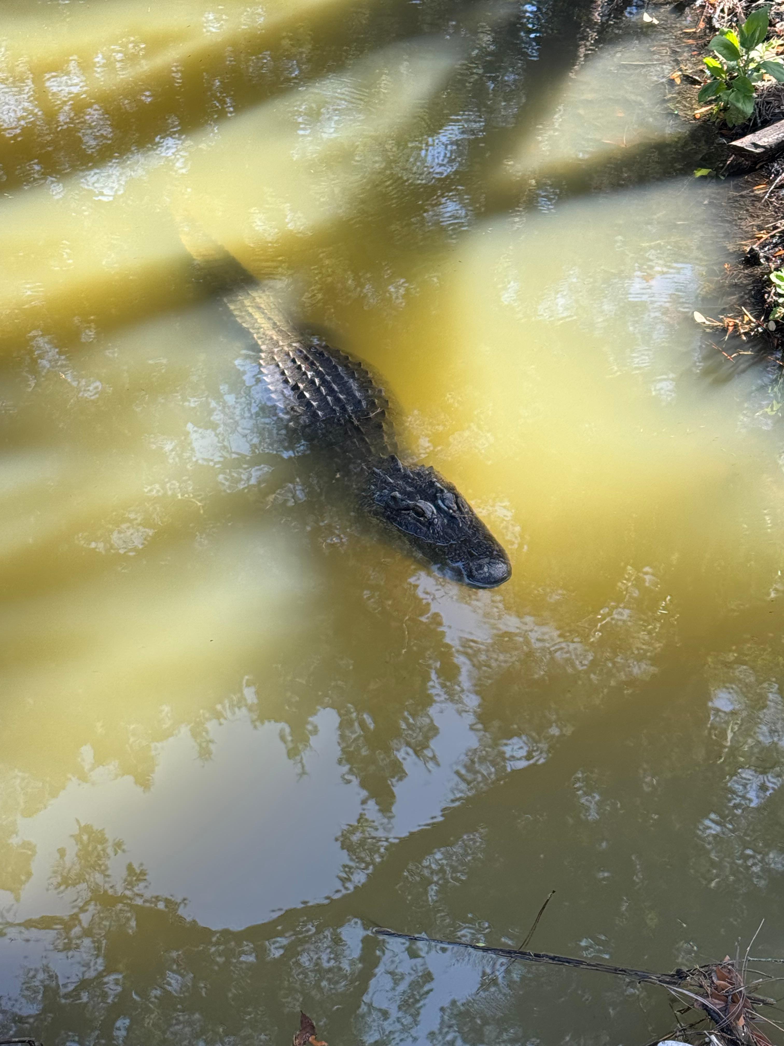 Gator 