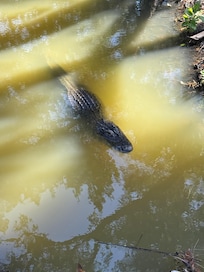 Gator
