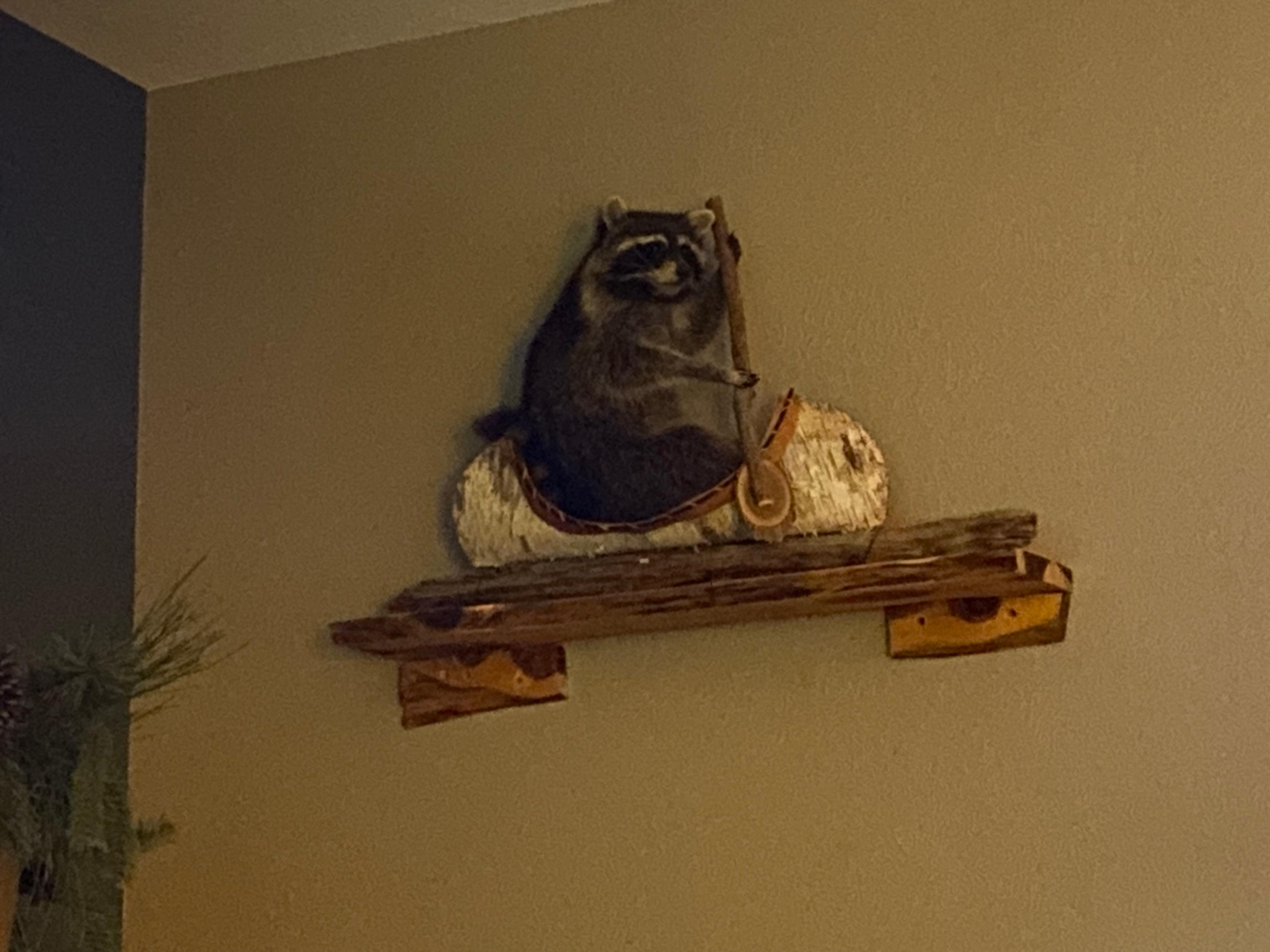 Raccoon in a canoe in the family room