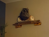 Raccoon in a canoe in the family room