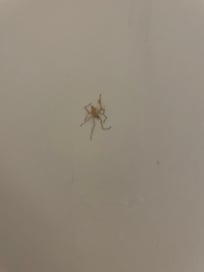 Random squished spider on bedroom wall