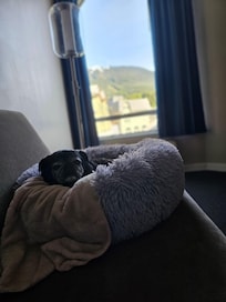 My lil old dog enjoyed her stay