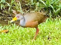 This bird was a frequent visitor