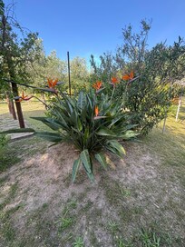 Jardin tropicale