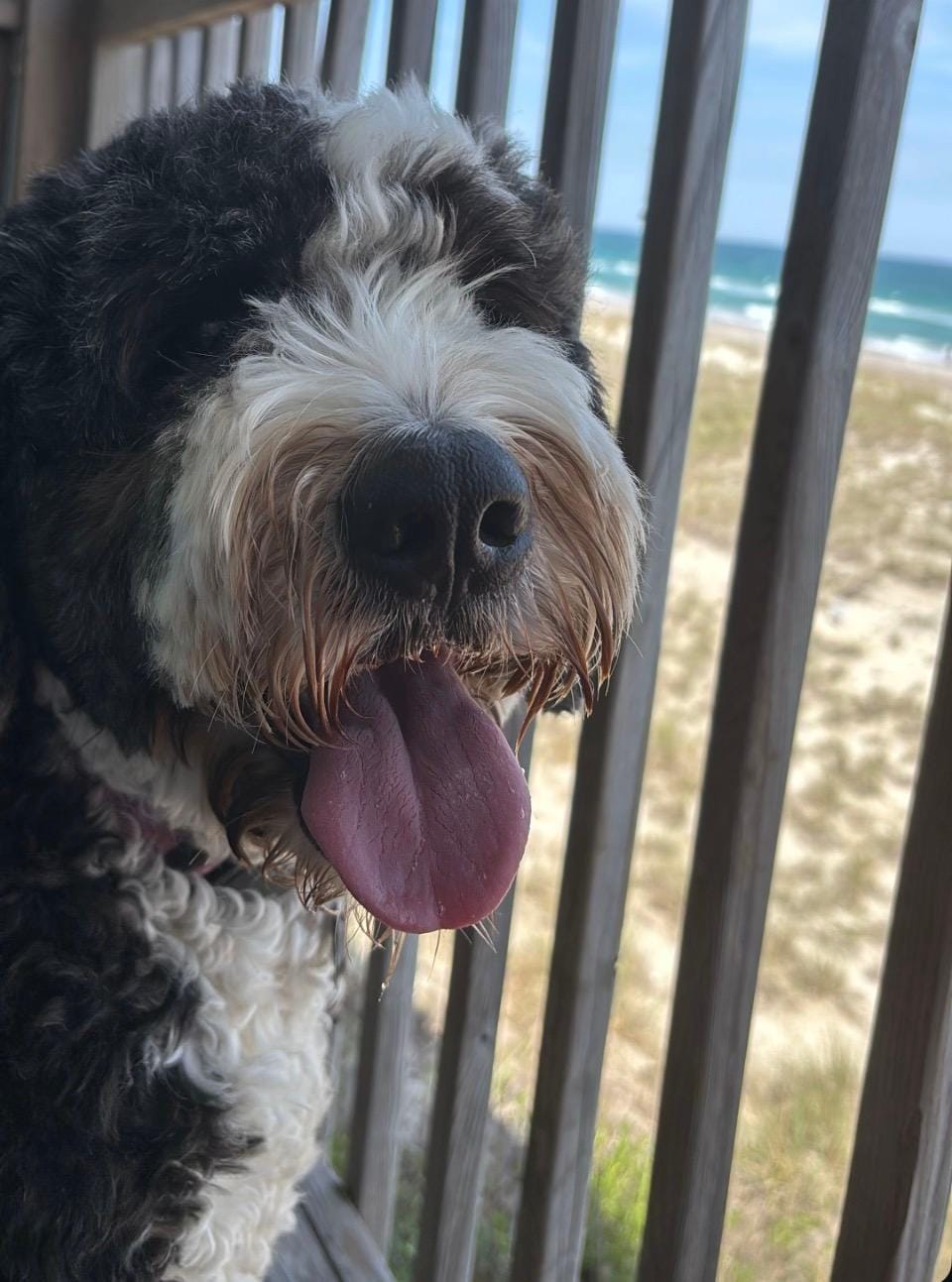 Ruby loving the view