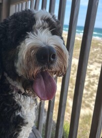 Ruby loving the view