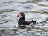 Donelda's tour - Puffin on the water