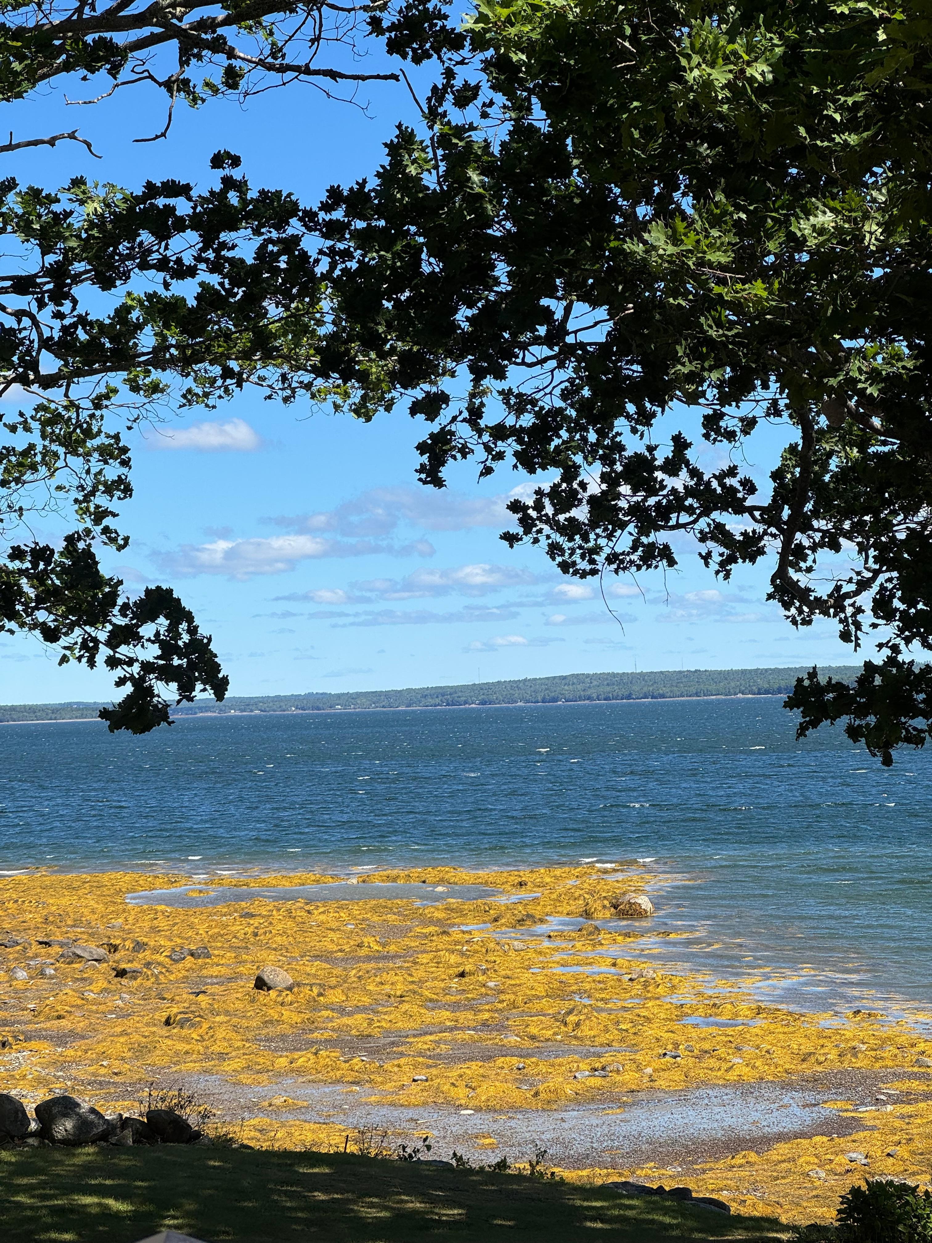Low tide at shoreline. 