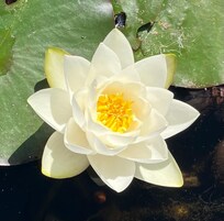 Golden Gate Park