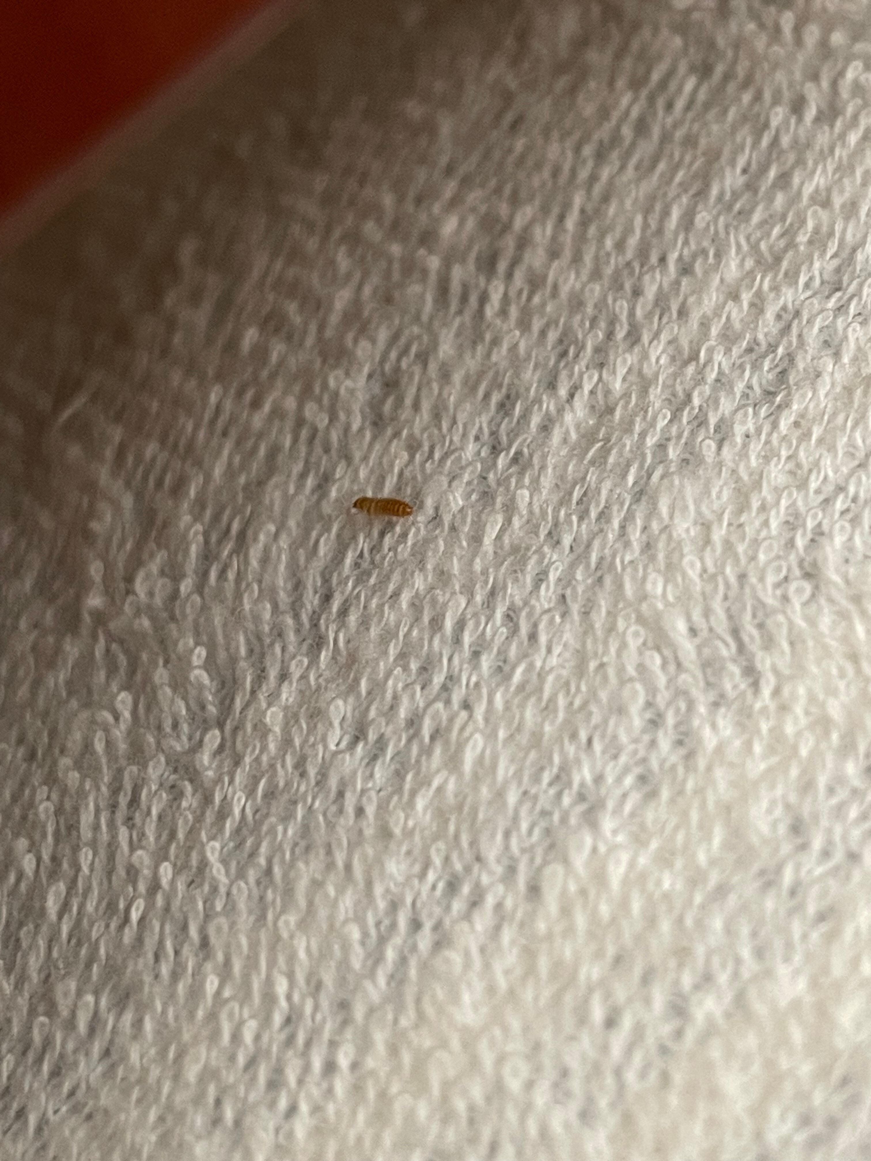 Underneath the fitted sheet, top left  side of bed