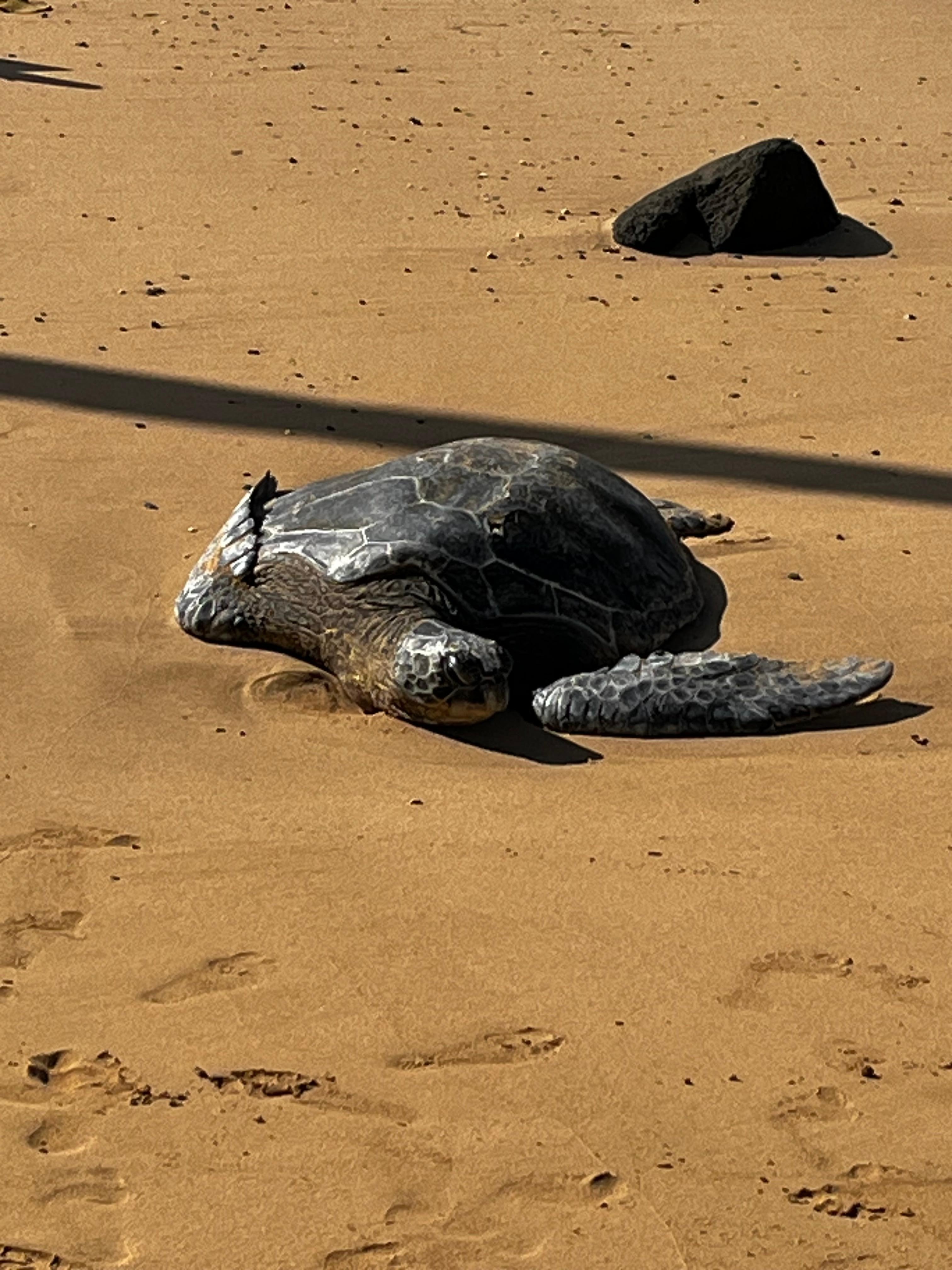 Poipu Beach Green Turtle