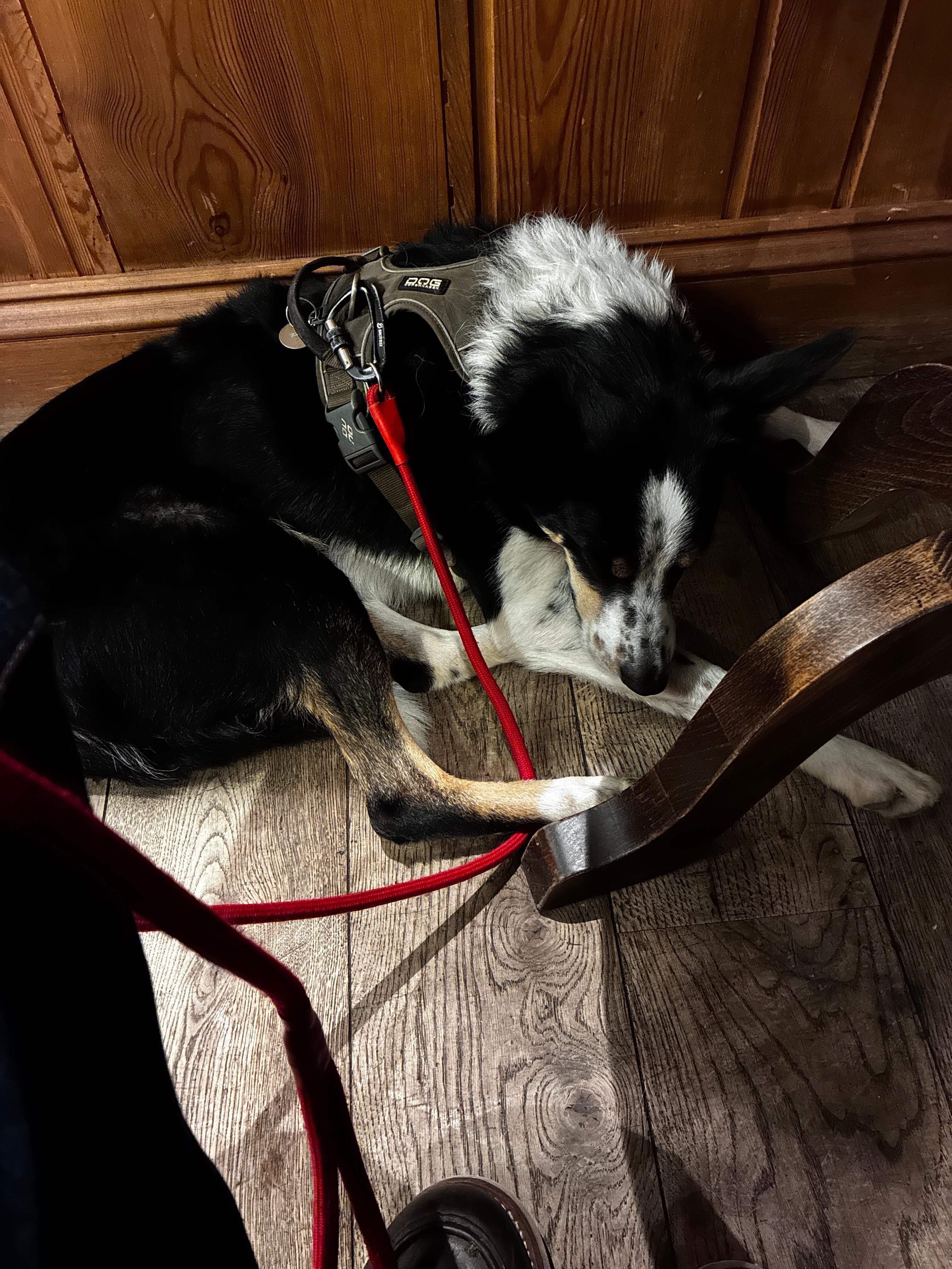 Scout under my table after a long day out. The staff love dogs. Very sweet. No water bowls anywhere. 