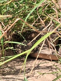 Gopher tortoise in his den.