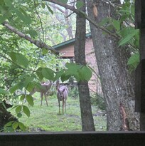 Pretty deer visited us