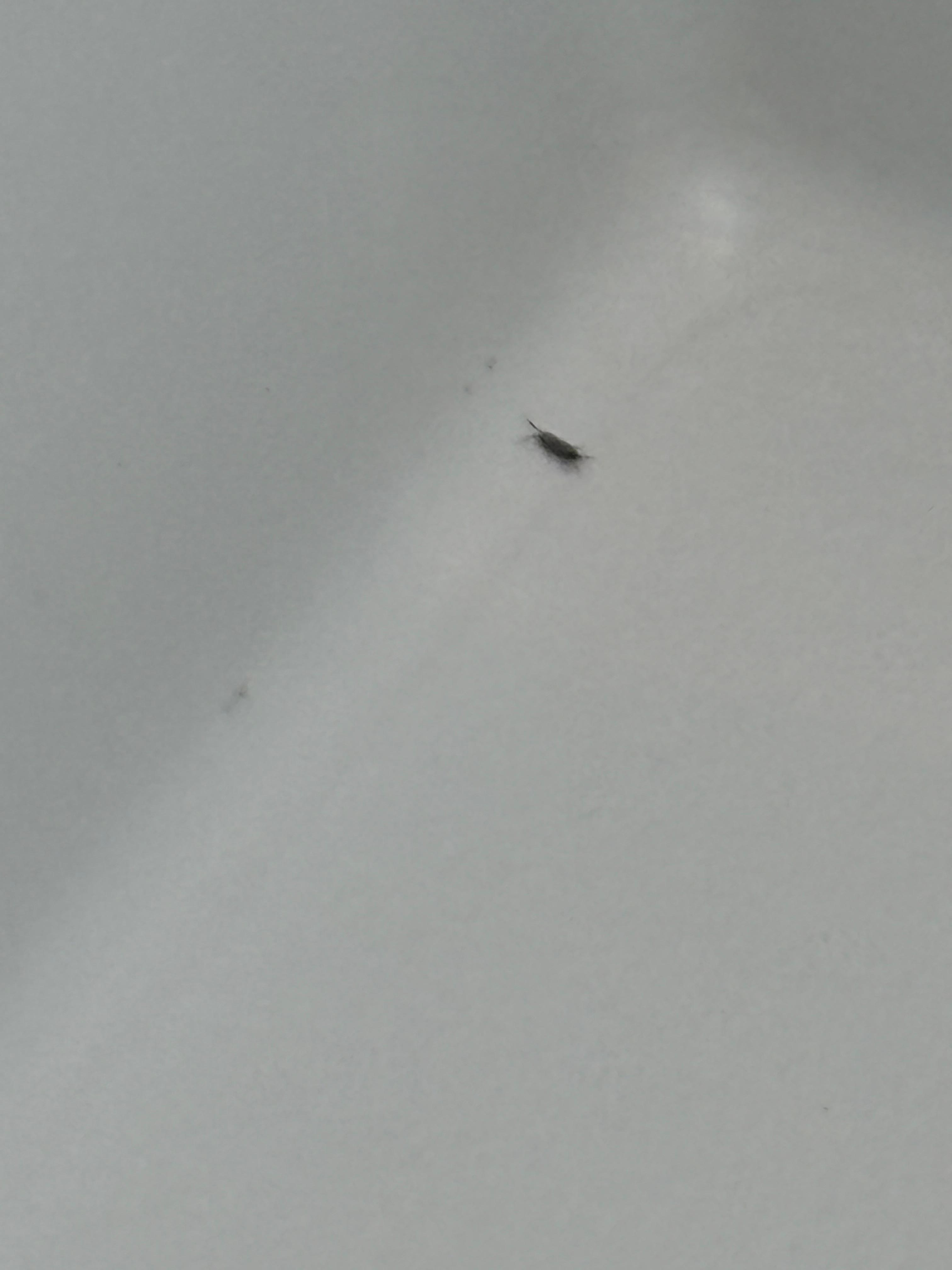 Bugs in tub
