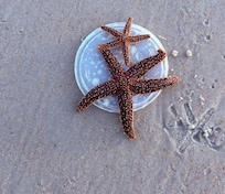 Never in all the years I’ve walked this area have I seen so many starfish