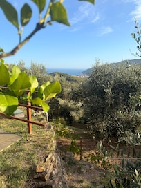 Blick vom Grillplatz, inmitten Oliven, Zitronen und Feigenbäumen