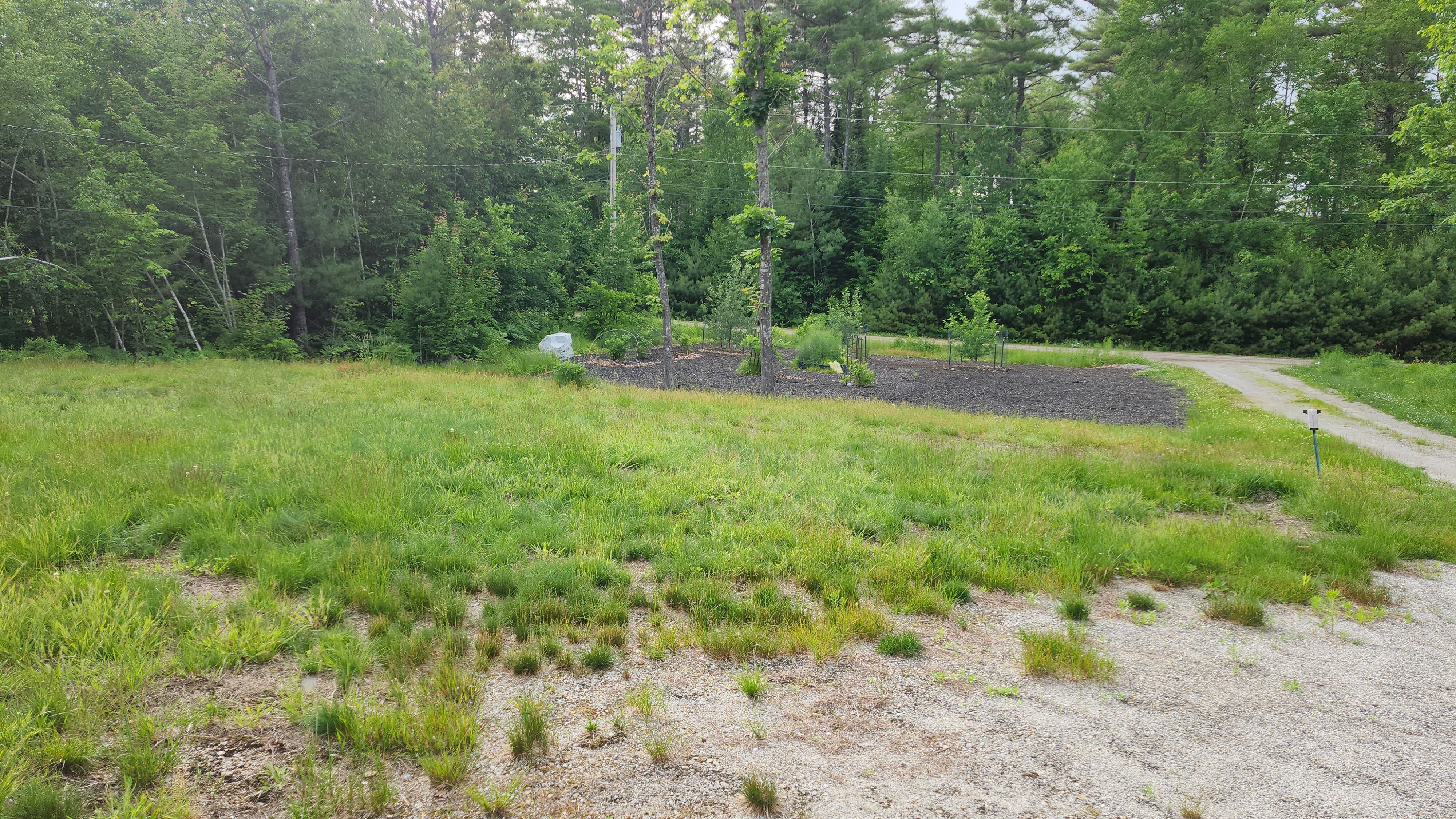 front yard before mowing