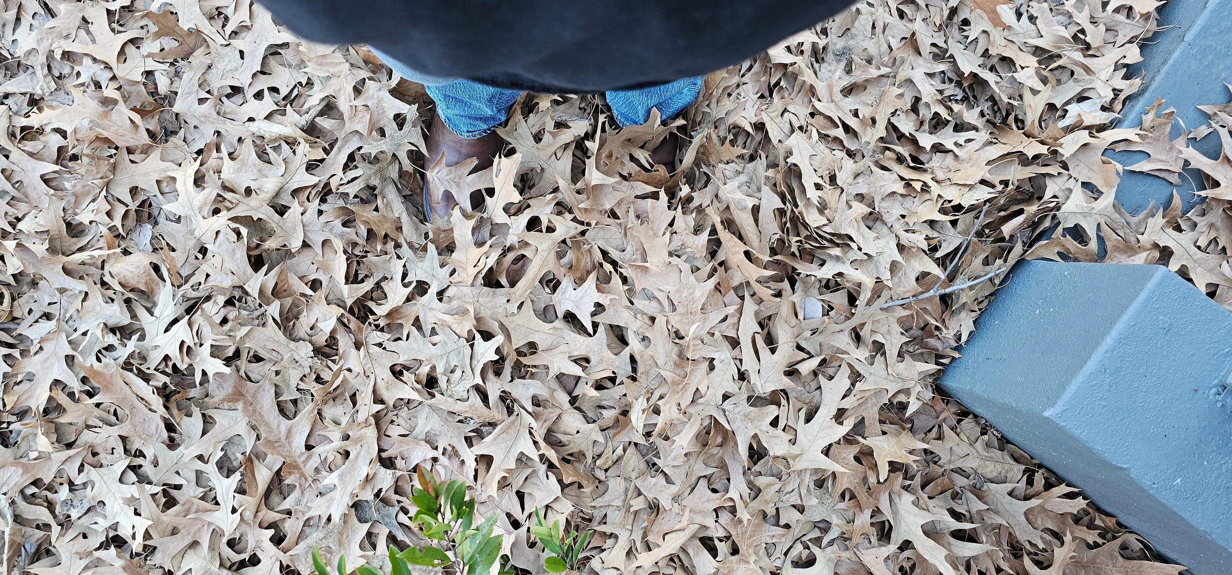 Front corner of the house by the driveway