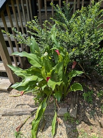 Beautiful lilly