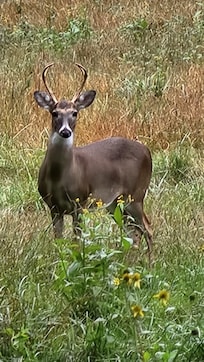 Deer on property
