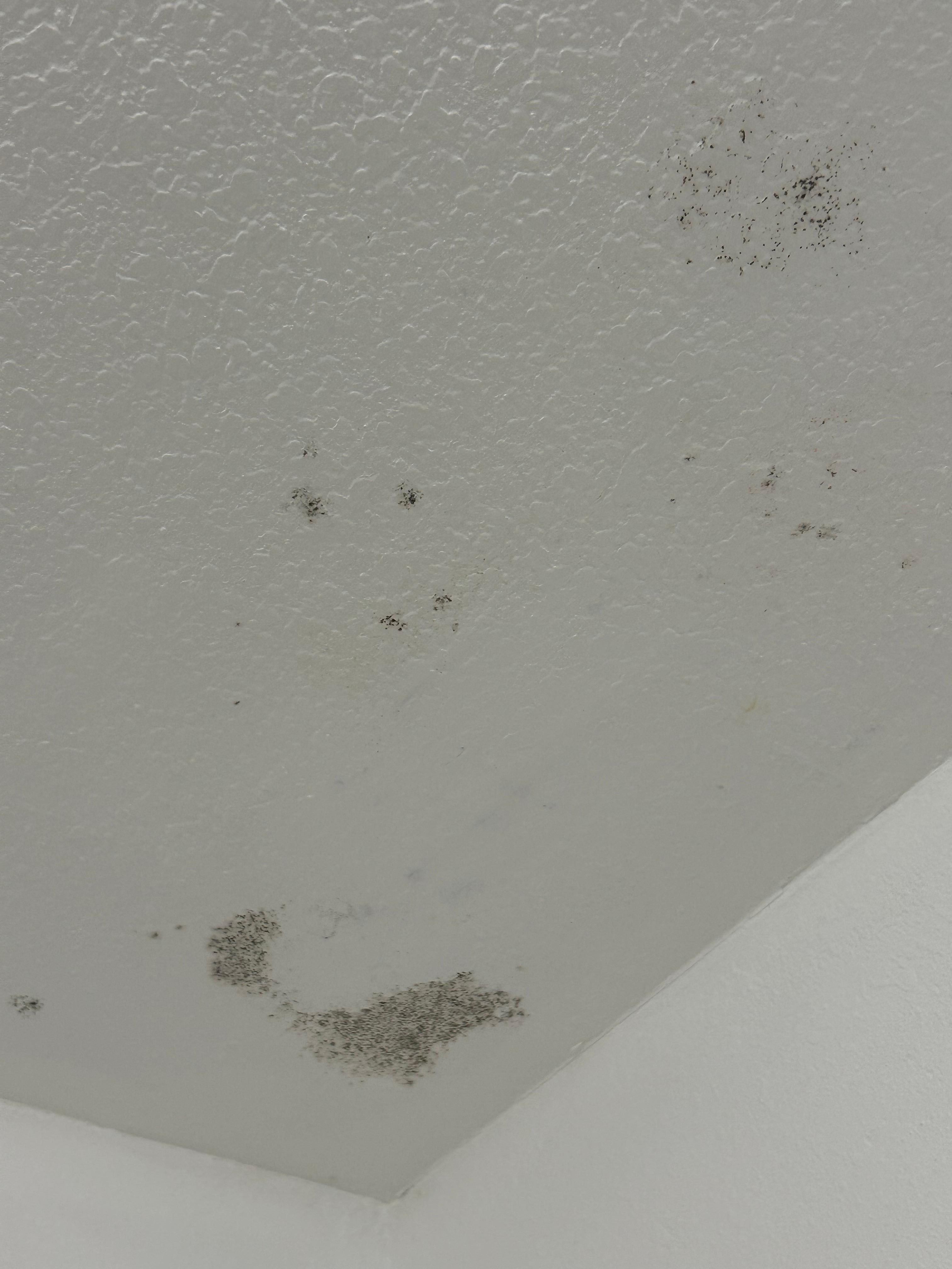 Black mold. Very unhealthy and hazardous.