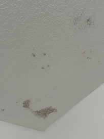 Black mold. Very unhealthy and hazardous.