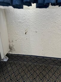 Mold in room #232