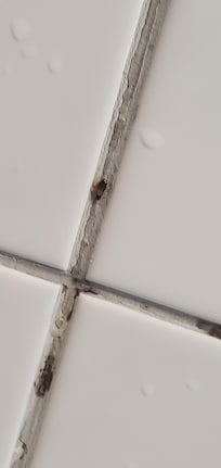 Roaches in the shower with you