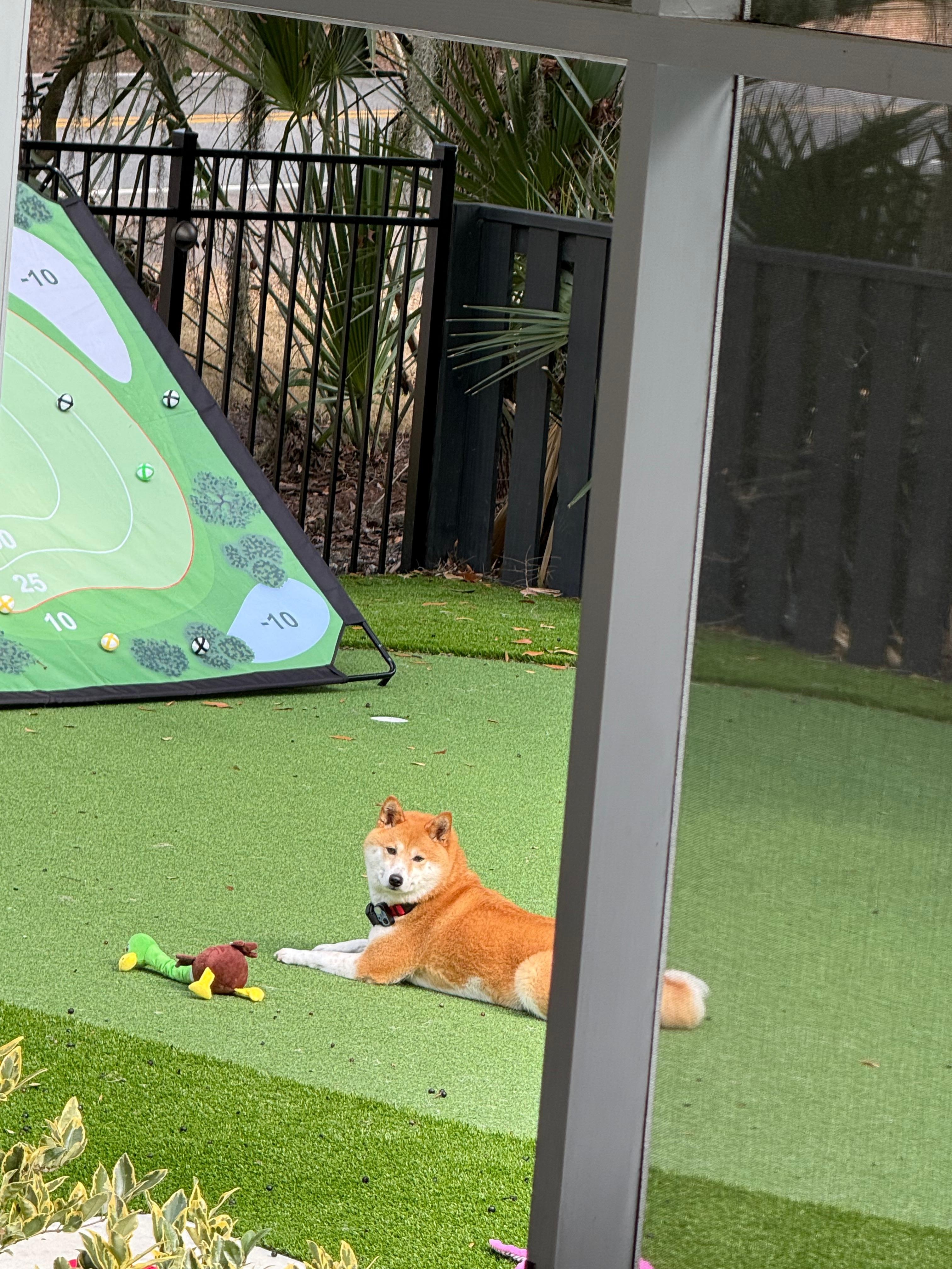 Kitsune playing outside