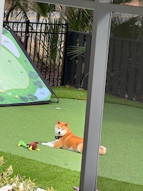 Kitsune playing outside