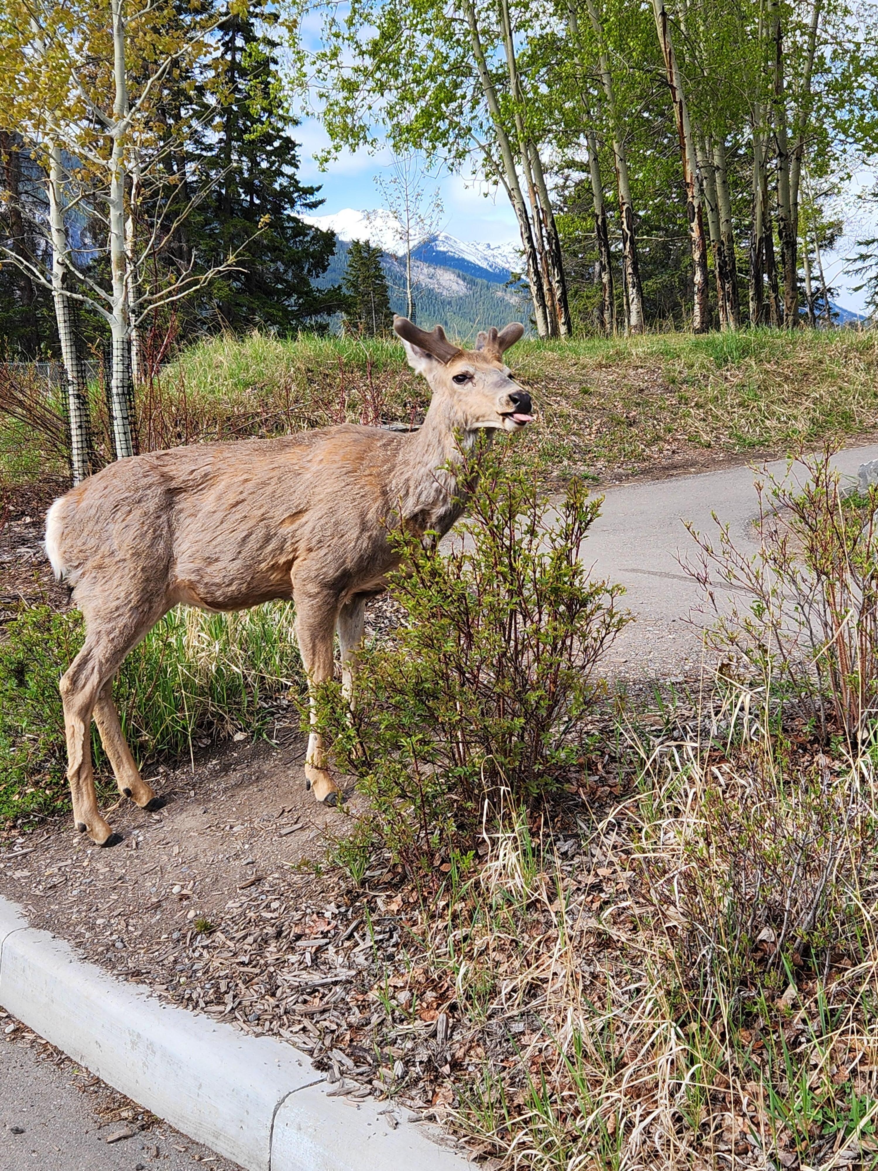 Walking into Banff.