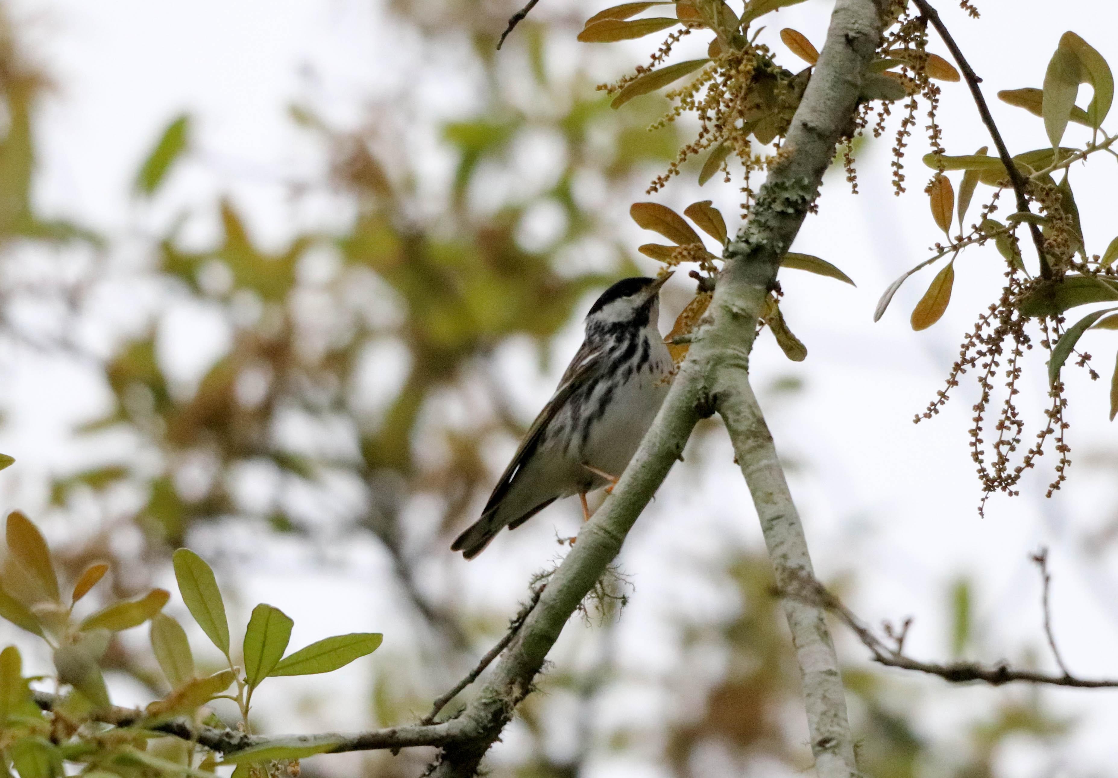 Blackpoll Warbler