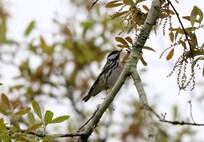 Blackpoll Warbler