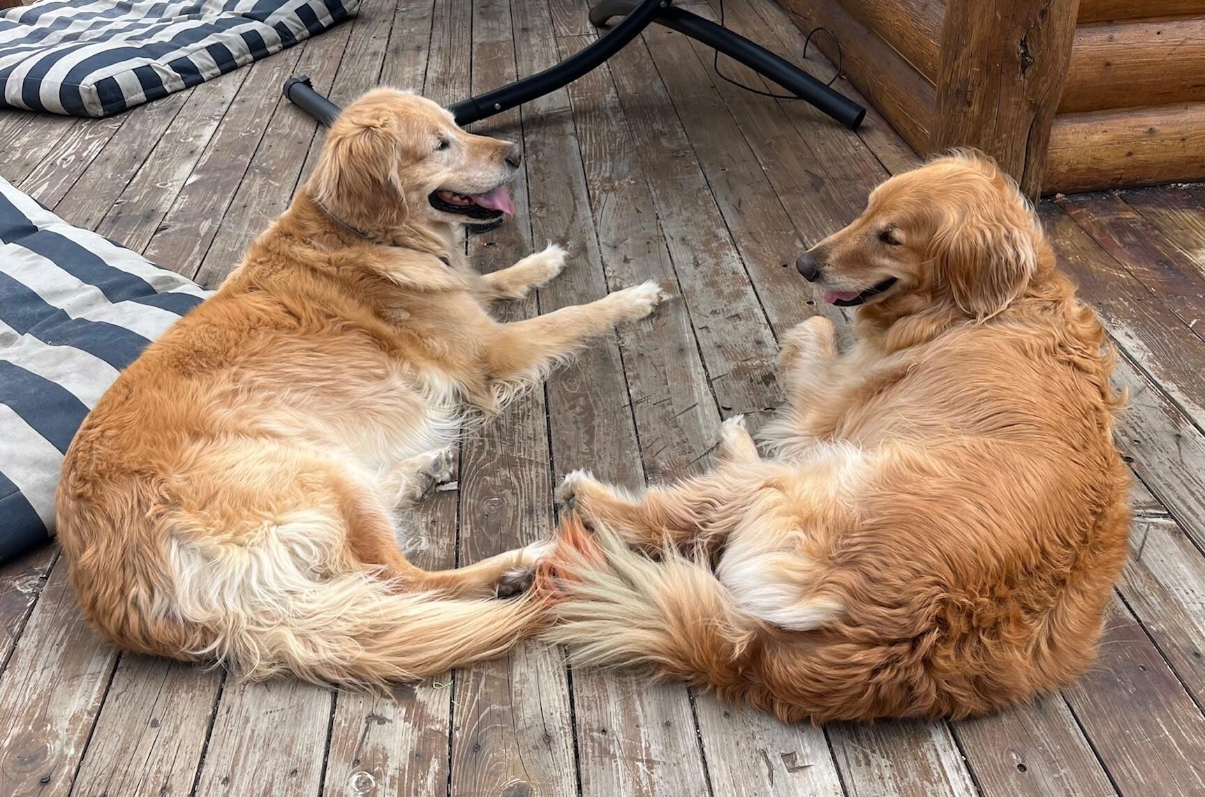 Payton & Wrigley enjoying the deck.