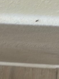 Base boards
