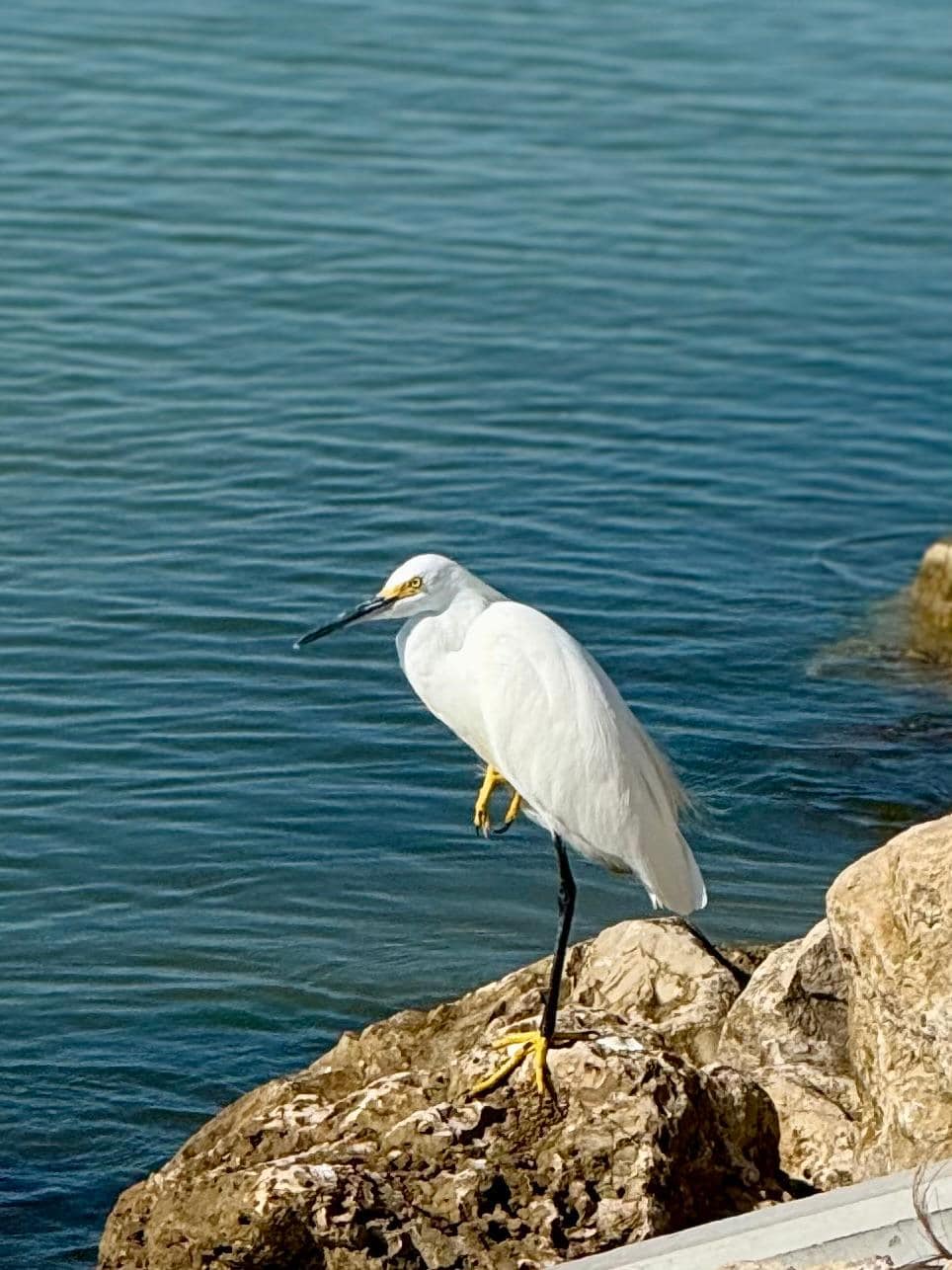 Egret at the park