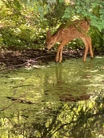 Deer on property by pond