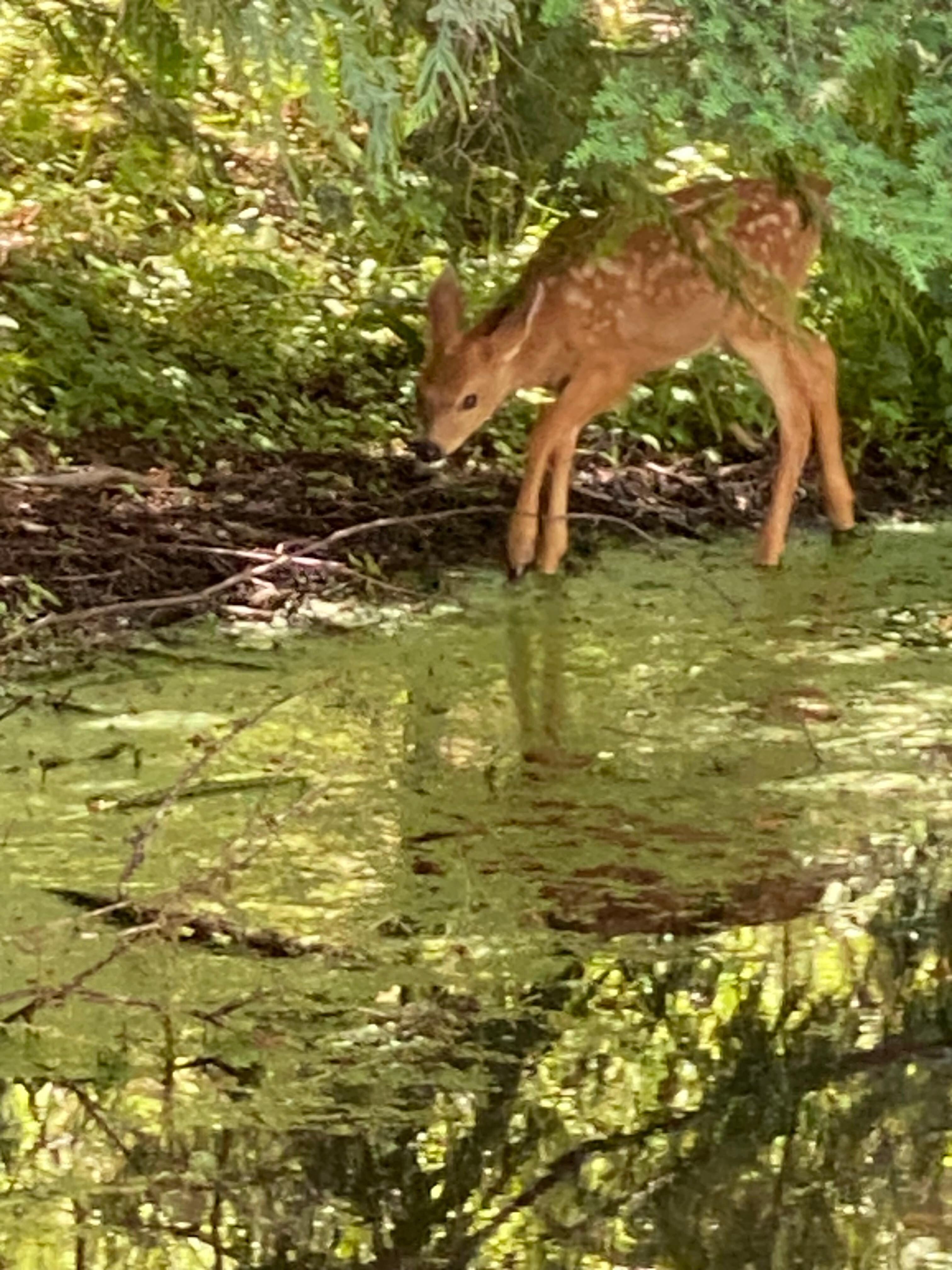 Deer on property by pond