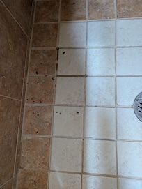 Bugs in shower