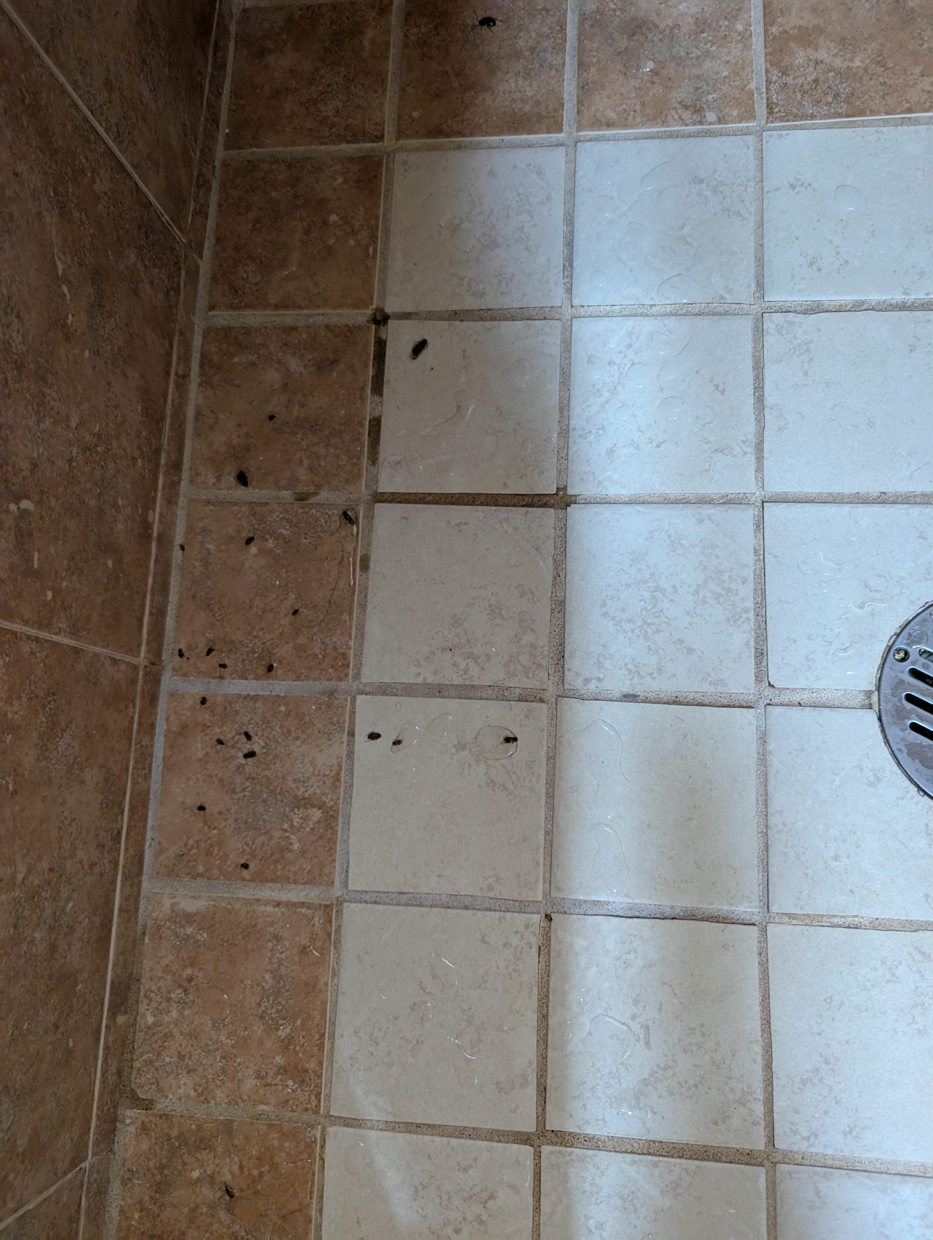Bugs in shower