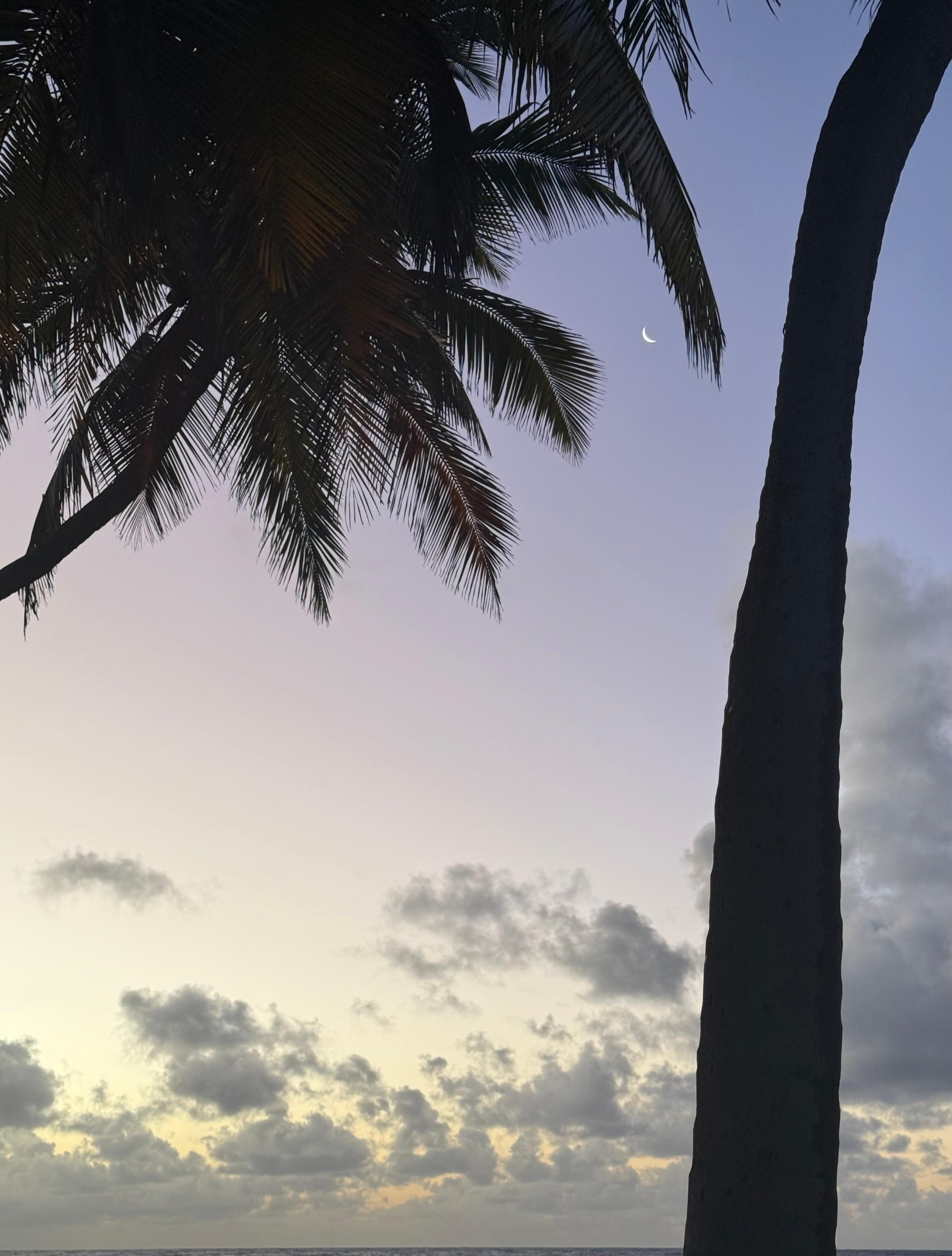 Moon still there as the sun was rising. Picture from the edge of the property. 