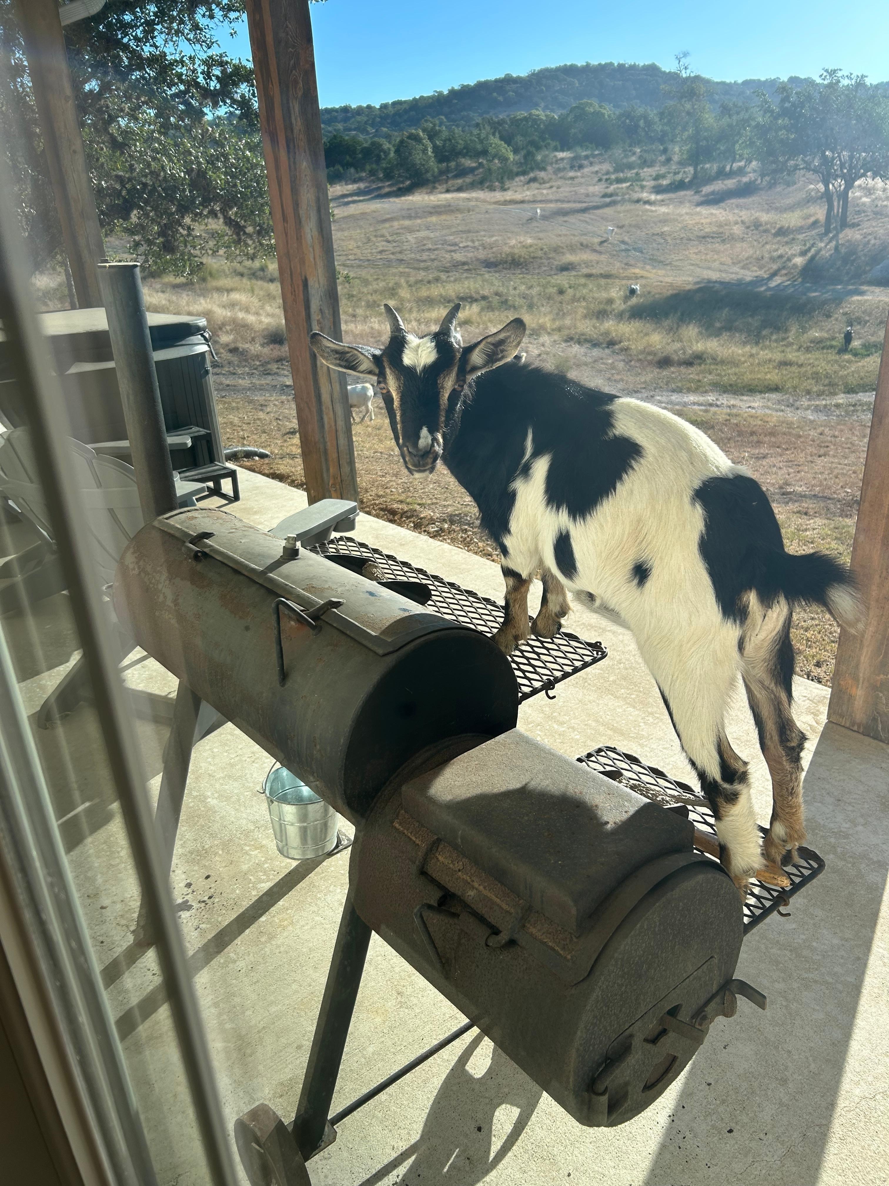 Goats are friendly lol