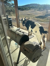 Goats are friendly lol