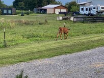 Calf on the loose!!