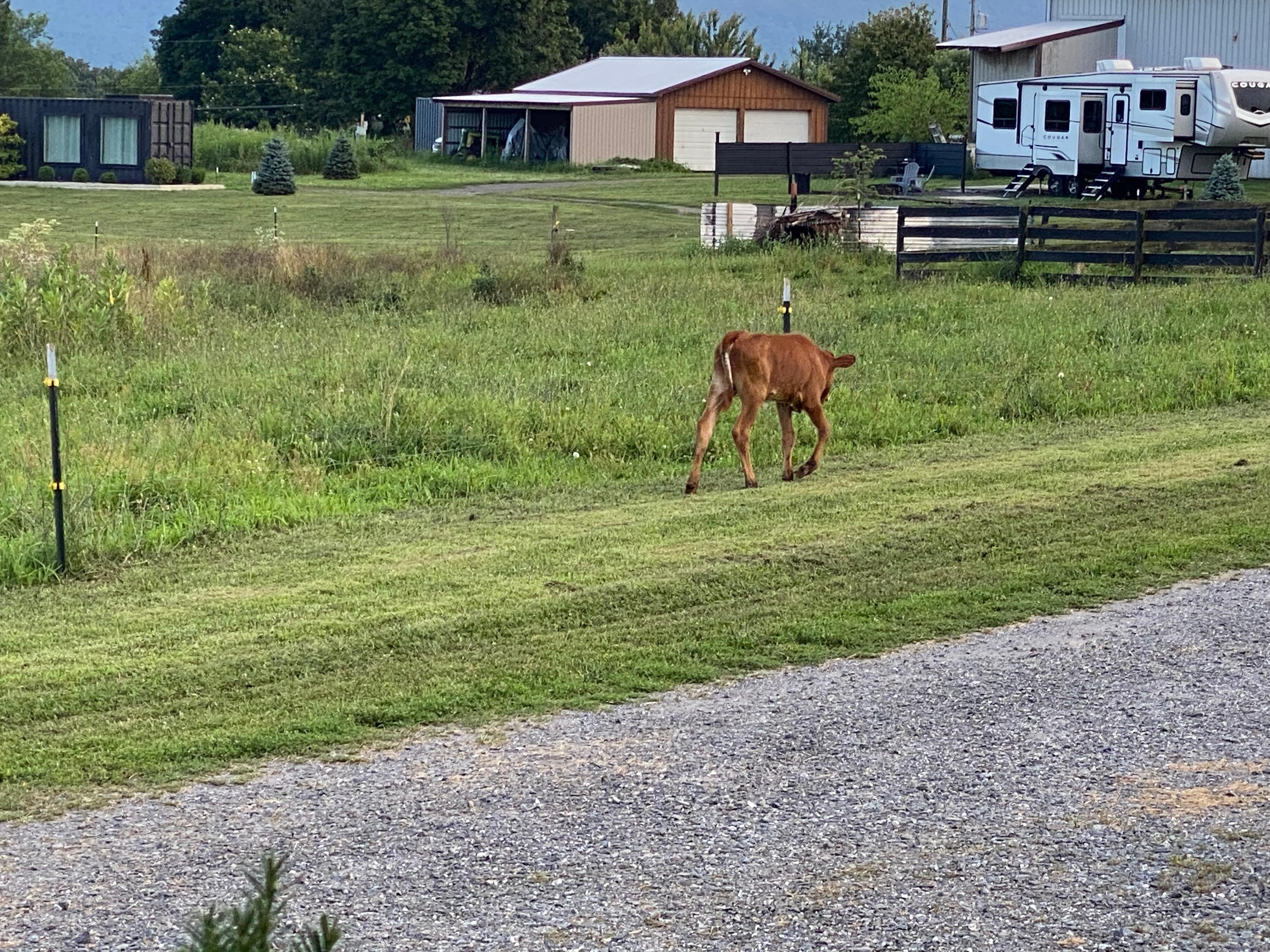 Calf on the loose!!