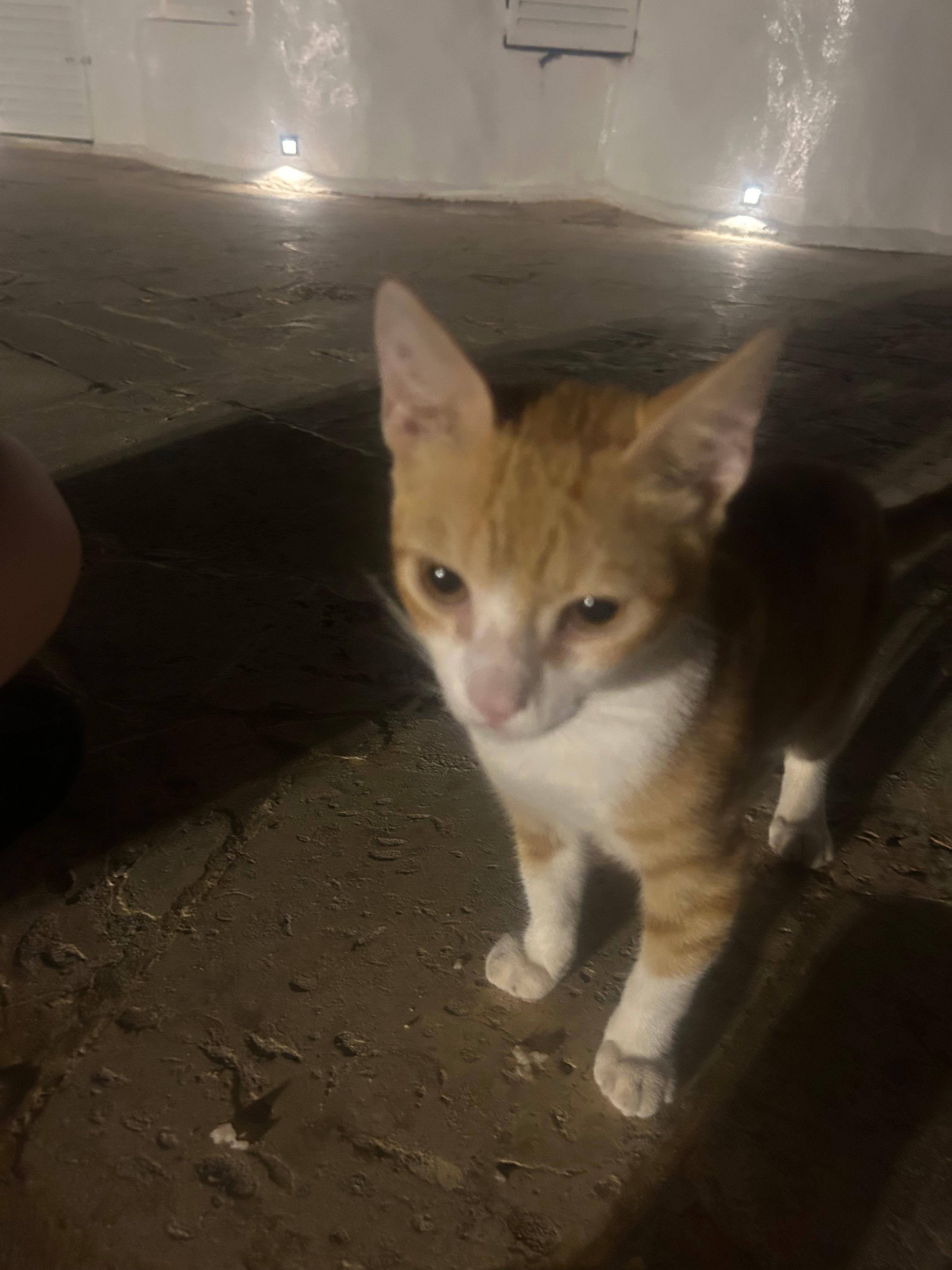 Bring food for the strays! There’s tons on the kittens on property and they’re very sweet
